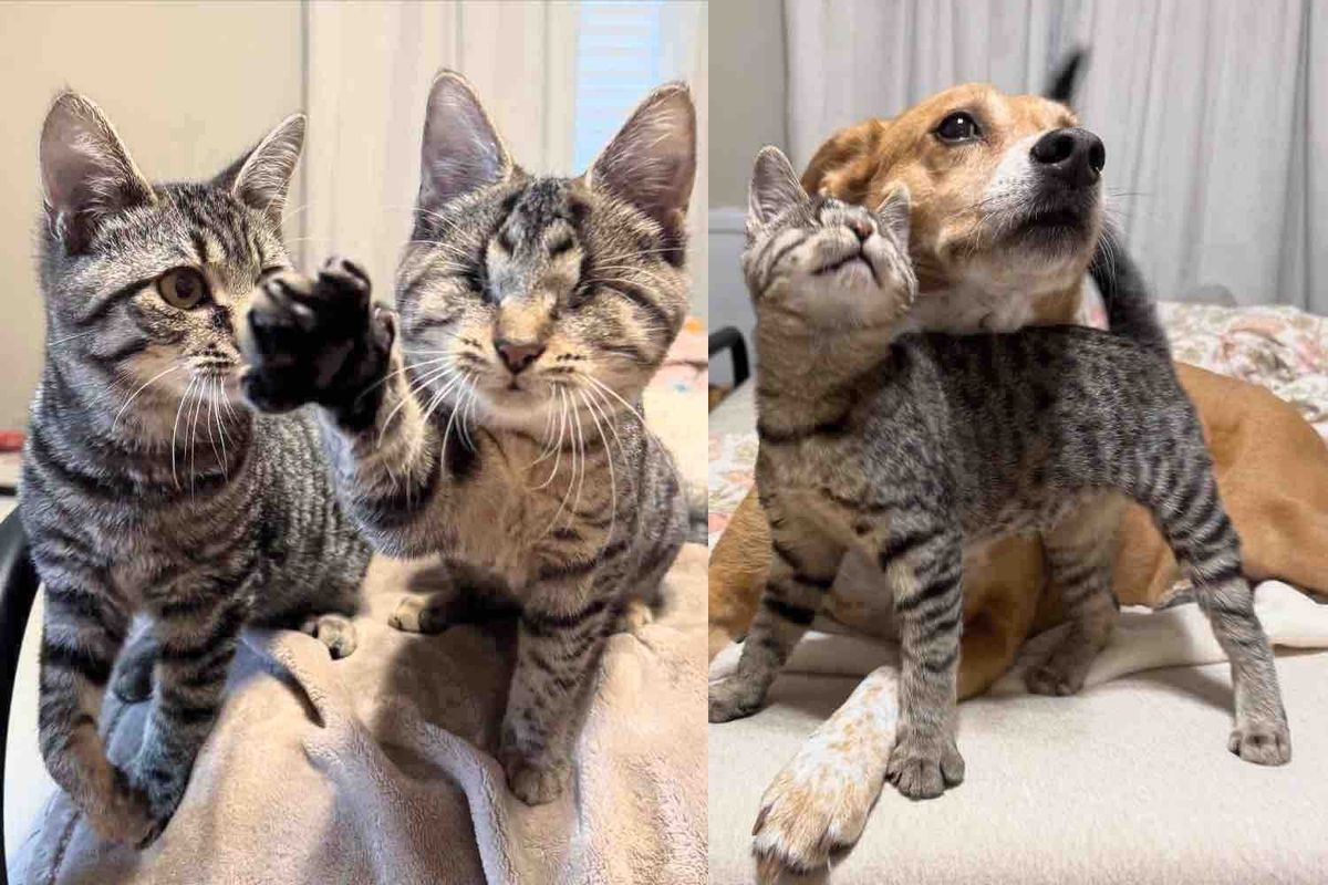 Blind Kitten Tries to Break into Another Cat's Pen, Determined to Be His Best Friend