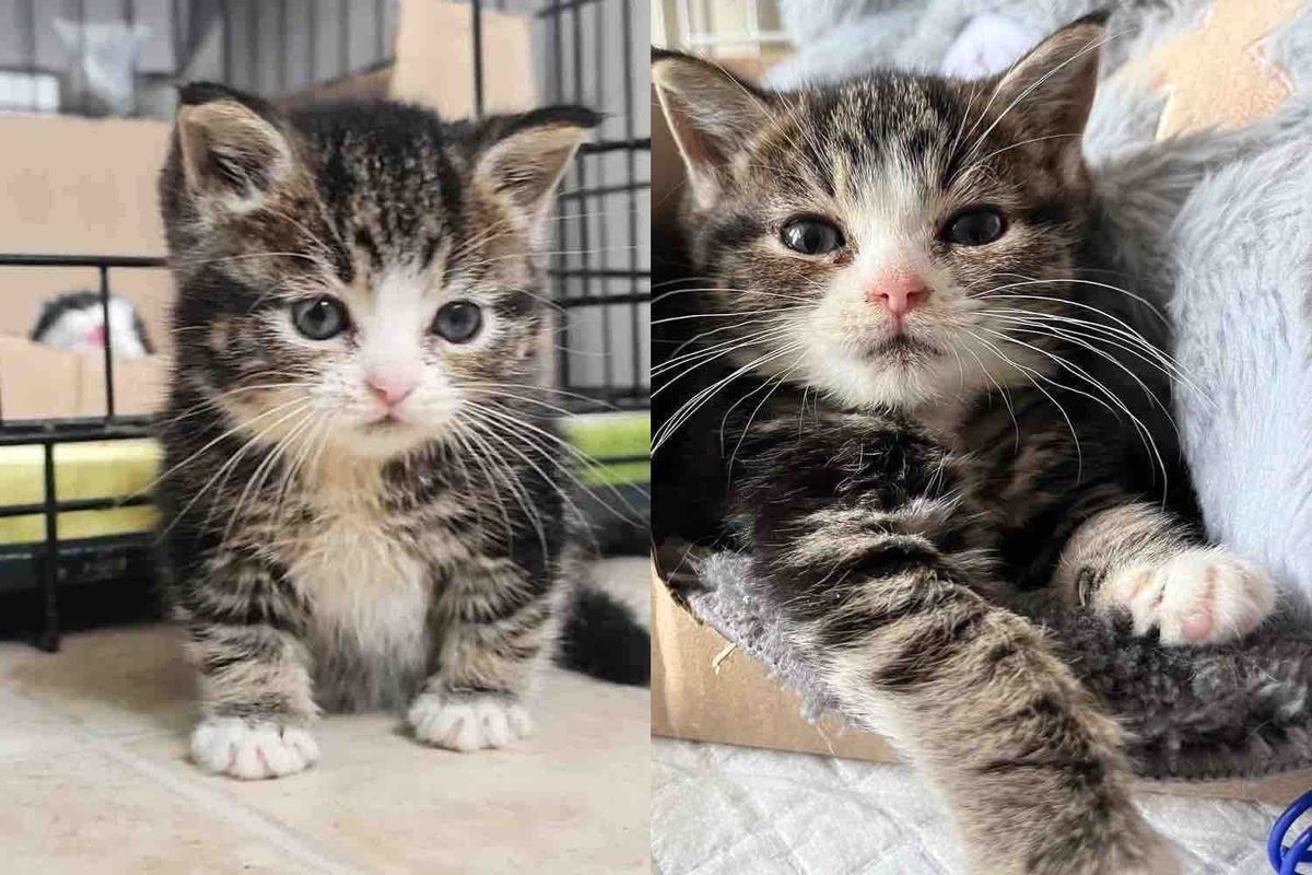 They Bring in a Litter of Kittens and Notice One is Extra Small, Turns Out the Tiny Cat Needs Special Help