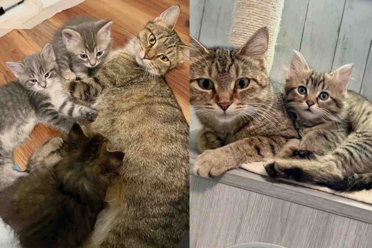 Cat Can't Bear Another Day in Shelter, a Woman Comes in for Her and Her Kittens, It Makes All the Difference