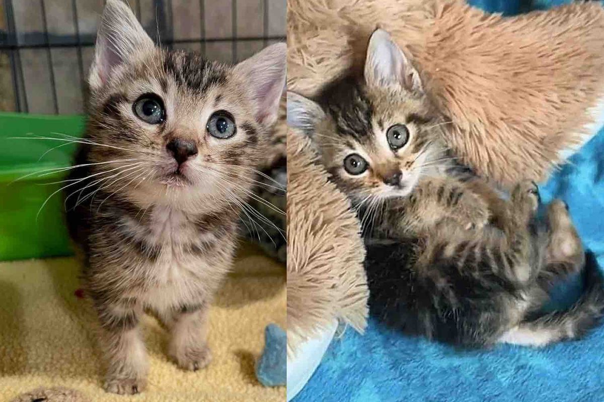 Kitten Convinces Staff to Take Her Out of Animal Shelter and Help Make Her Dream Come True