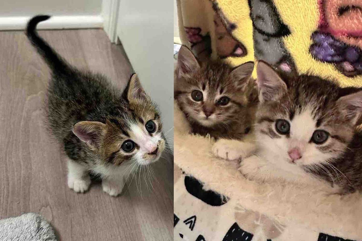 They Found a Kitten at a Storage Facility and Later Discovered Two More Cats Hidden Nearby