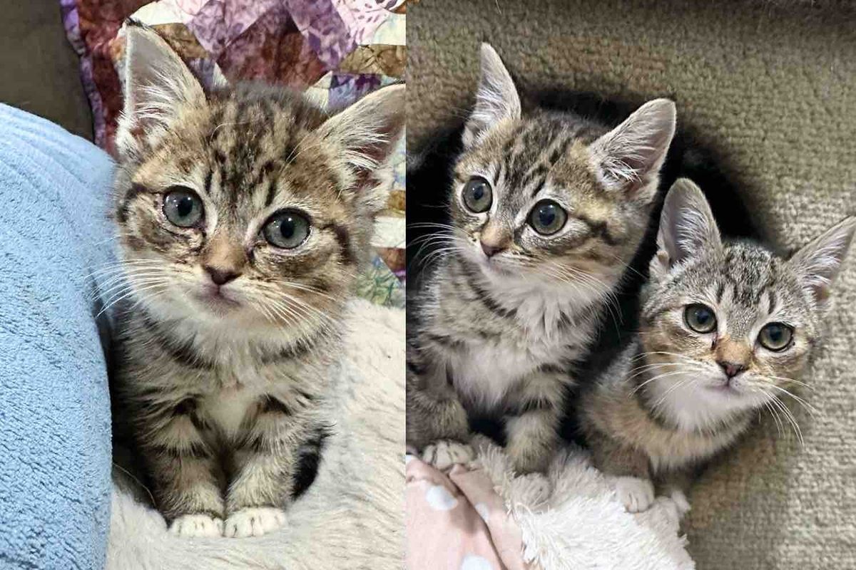 Street Kitten Bounces Back and Makes It Her Mission to Befriend Every Cat Until She's Back with Her Sister