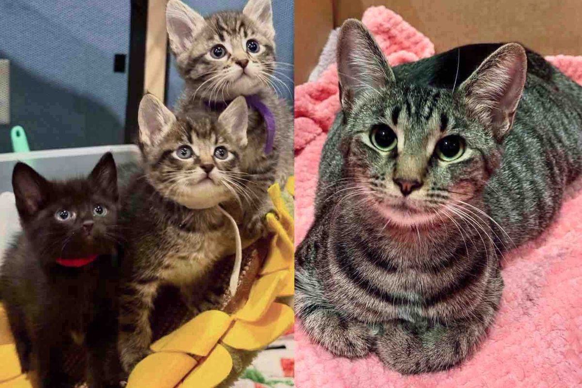 Cat Gives Sweetest 'Thanks' When She's Let Inside to Have Kittens, Now They Have the Ending She Always Wanted