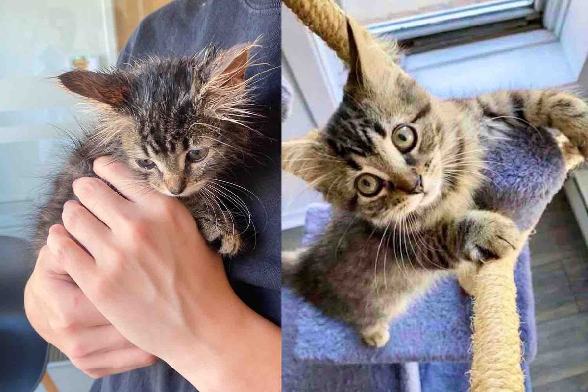 Kitten Spotted in the Rain Outside Not Only Thrives But Finds Cat Friend She Didn't Know She Needed