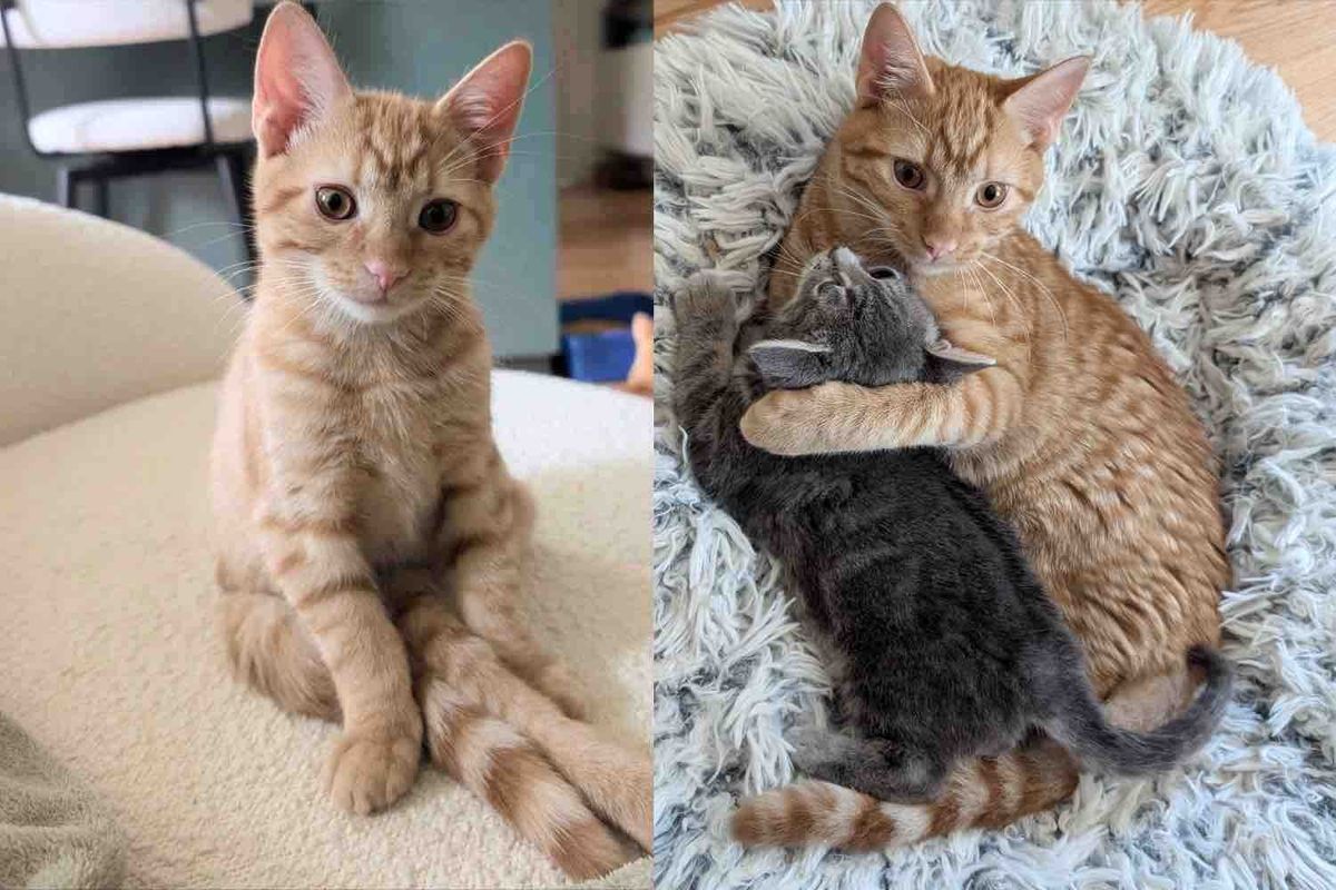 Cat Takes in a Kitten Who is Bigger Than Her Own, Turns Out the Little Guy Has So Much to Give