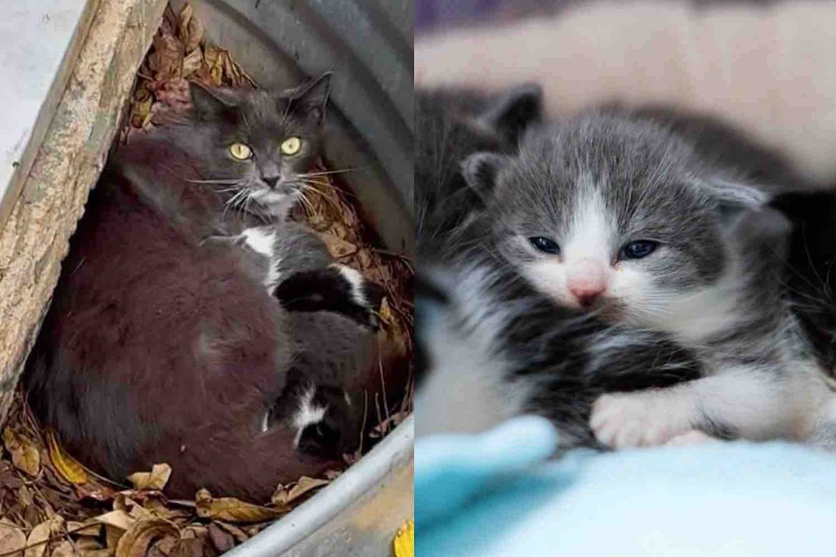 Cat Hid Her Kittens in a Tin Barrel Until Help Arrived, Then She Tried Indoor Living for the First Time