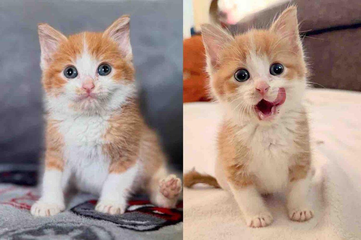 Kitten Rejected by a Cat is Accepted by Others, Rocking Life with One Back Paw, Charming Everyone She Meets