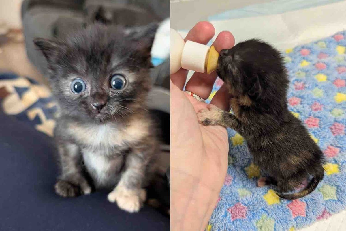 They Bring in a Kitten Spotted in a Puddle and Watch Her Blossom Alongside Cat Friend Who Matches Her Spirit