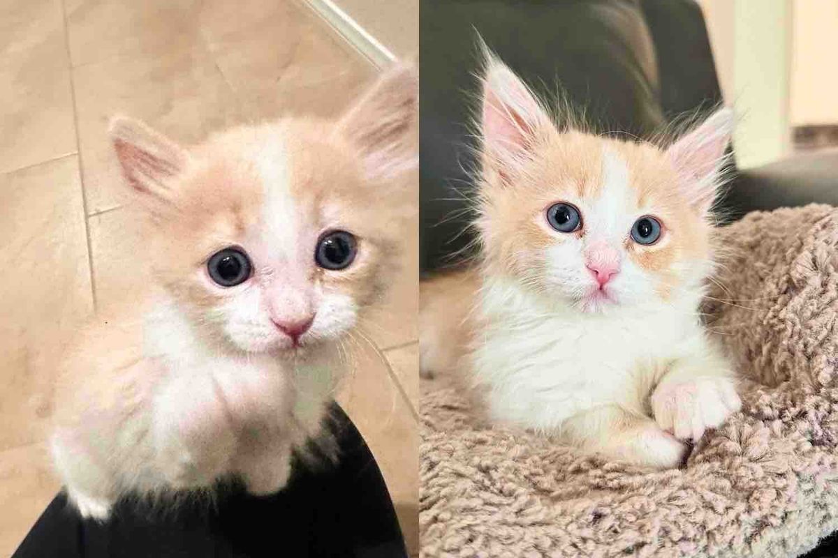 Kitten Shadows Kind Person from Room to Room When He Realizes He's No Longer Alone in Animal Shelter