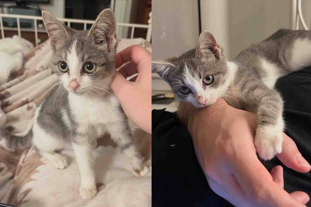 They Return to Yard for a Missing Kitten After Saving Cat Family, Turns Out the Little Guy Has Heart of Gold