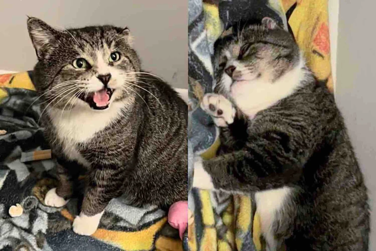 After Almost a Year They Bring Big Street Cat to Safety, Only to Discover He's Gentle Giant with a Lot to Say