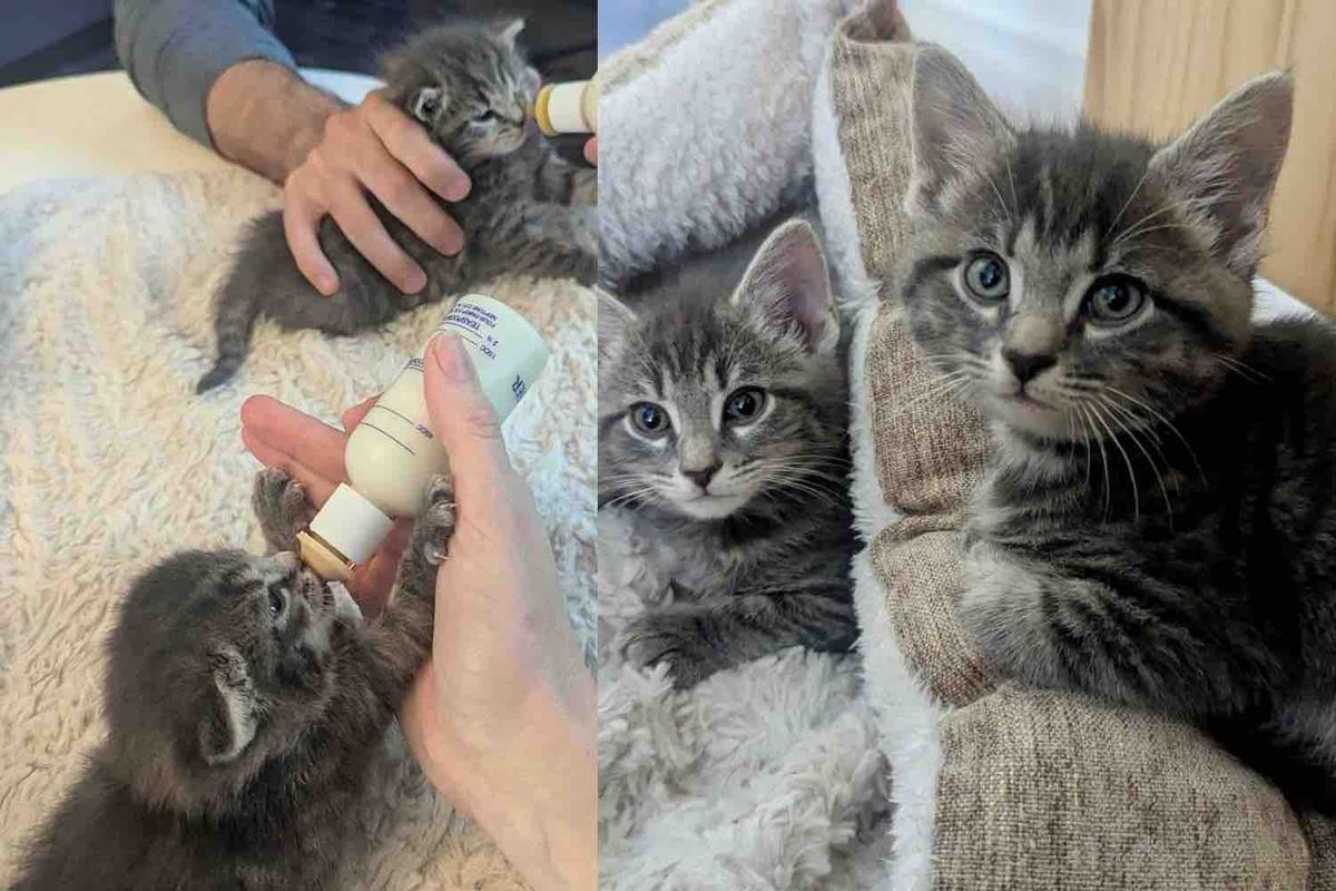 They Never Give Up on Two Kittens Left in a Yard, Now the Cats are Ready for a Happy Ending This Thanksgiving