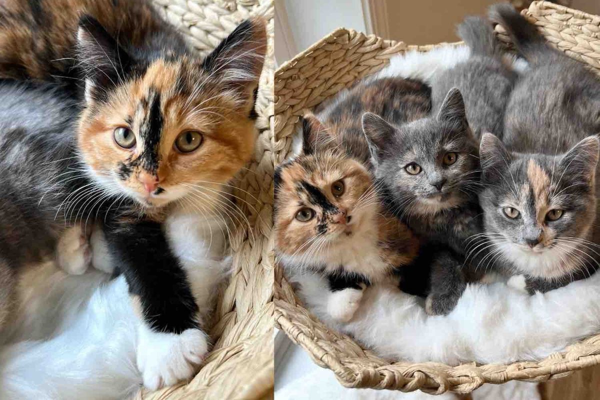 Kittens Arrive at a Shelter, Little Do They Know a Family Will Drive Hours to Keep All 3 Cats Together