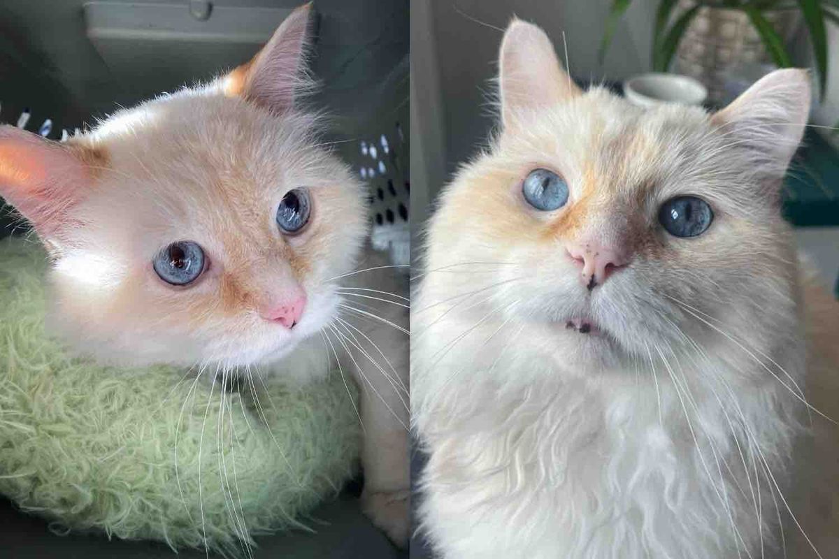 Cat Found Outside Unable to Move, But After Weeks Indoors, He Becomes Happiest Cat He was Always Meant to Be