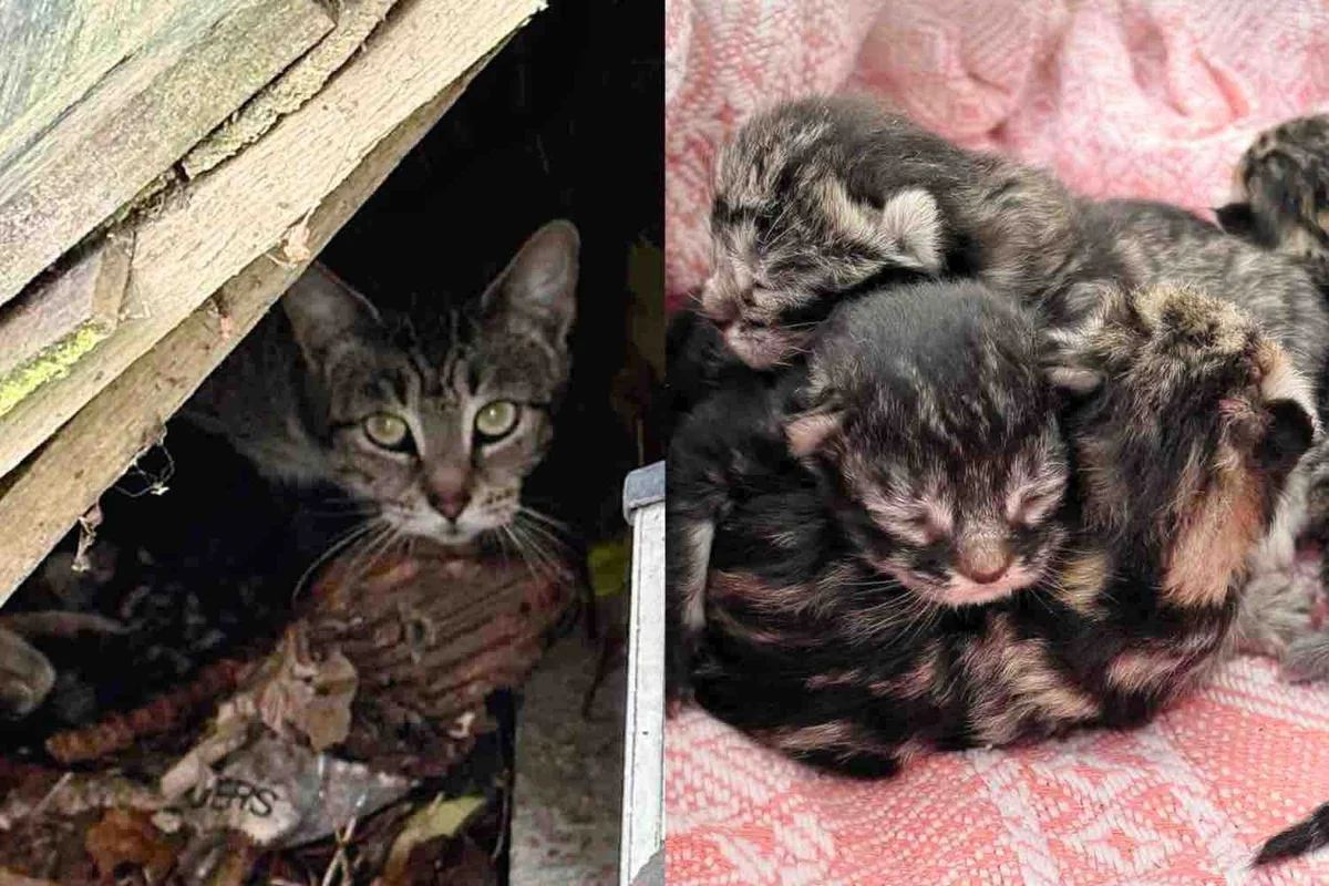 They Notice Cat Under a Fence Panel with Kittens, After Getting Them Indoors, They Find One More