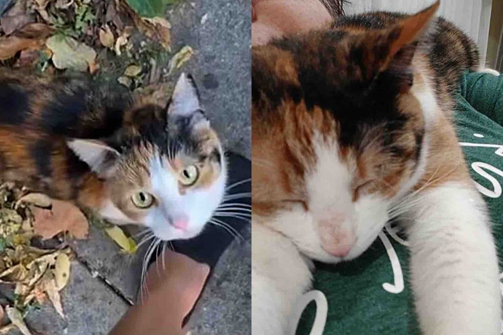 Cat Walks Up to a Person Asking for Help and Has Her Dream Come True in Time for Thanksgiving