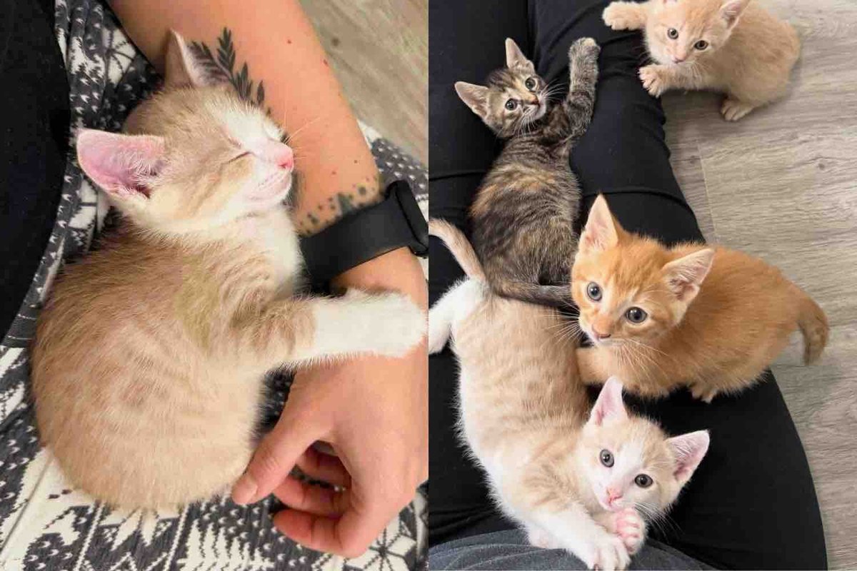 Woman Opens Her Home to 6 Orphaned Kittens from Shelter, Determined to Give These Cats the Life They Deserve