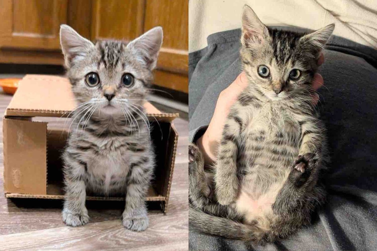 Person Hears a Kitten at Shopping Center Then Finds Her Alone in the Cold, Changing the Cat's Life that Day