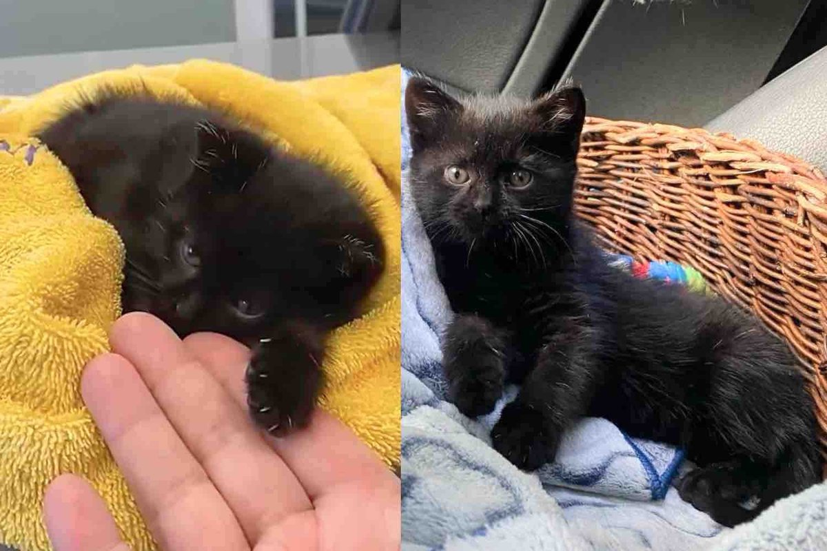 Kitten Found in a Garden Can't Walk Until Kind People Step in and Help the Cat Run Again