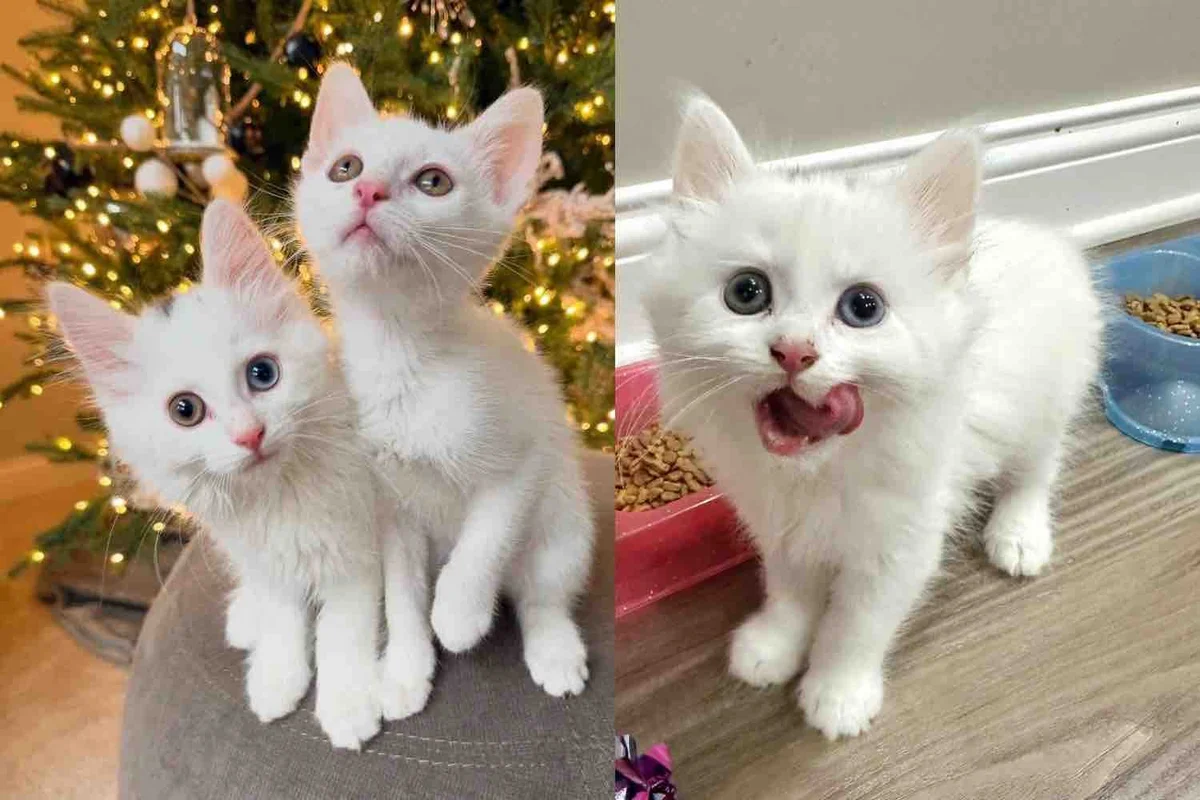 Kittens Born Shortly After Cat was Taken in, Now They're Living the Dream Life They Were Meant to Have