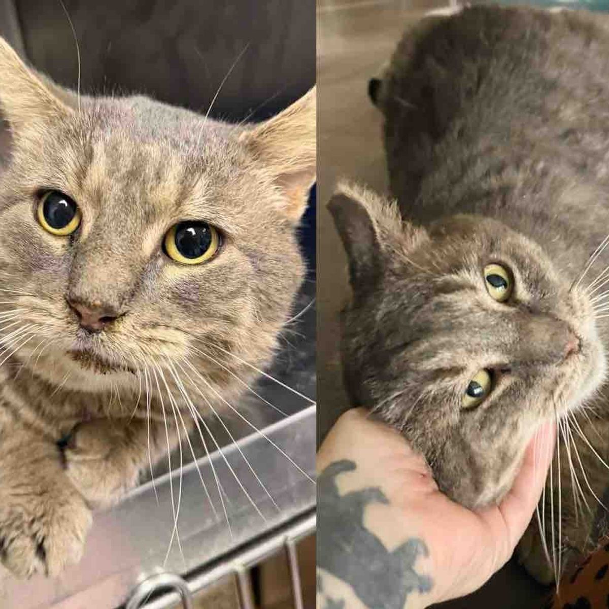 They Bring Tom Cat in to Get Him Help and Soon Realize He's ...