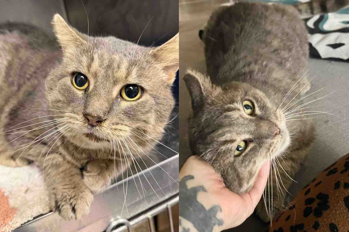They Bring Tom Cat in to Get Him Help and Soon Realize He's a Gentle Soul with a Heart of Gold