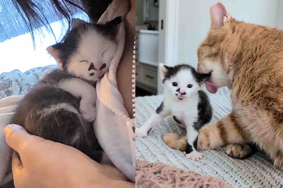 Kitten Takes Longer to Develop But Has a Team of Older Cats Rooting for Him Every Step of the Way
