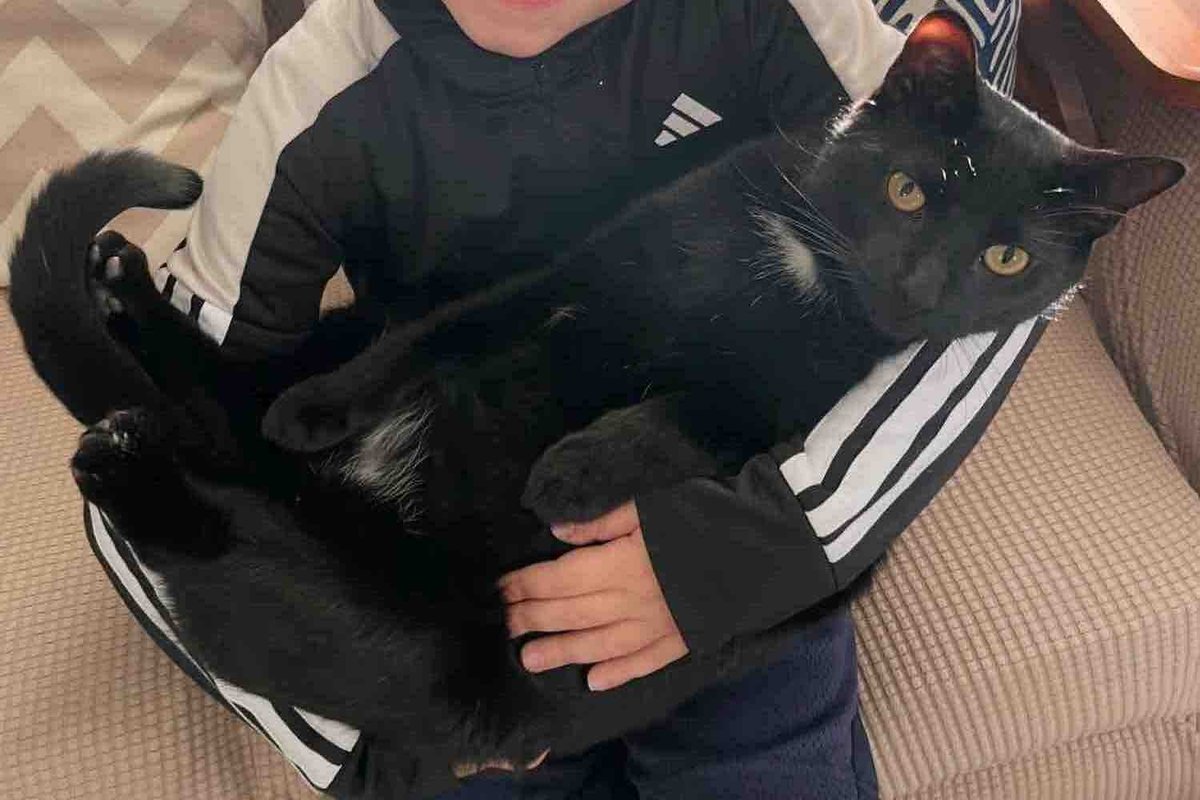 Sanitation Workers Found Abandoned Kitten Just in Time, Months Later that Young Cat Has the Happiest Ending