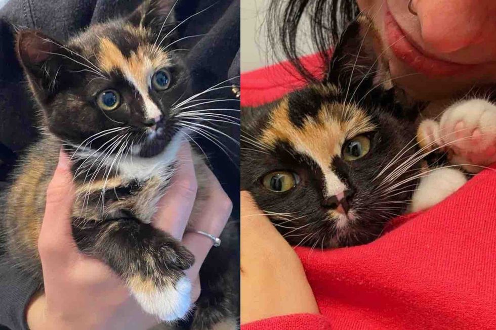 Kitten Found on the Street Barely Moving Turns into a Lively Cat and Won't Let Anything Stop Her