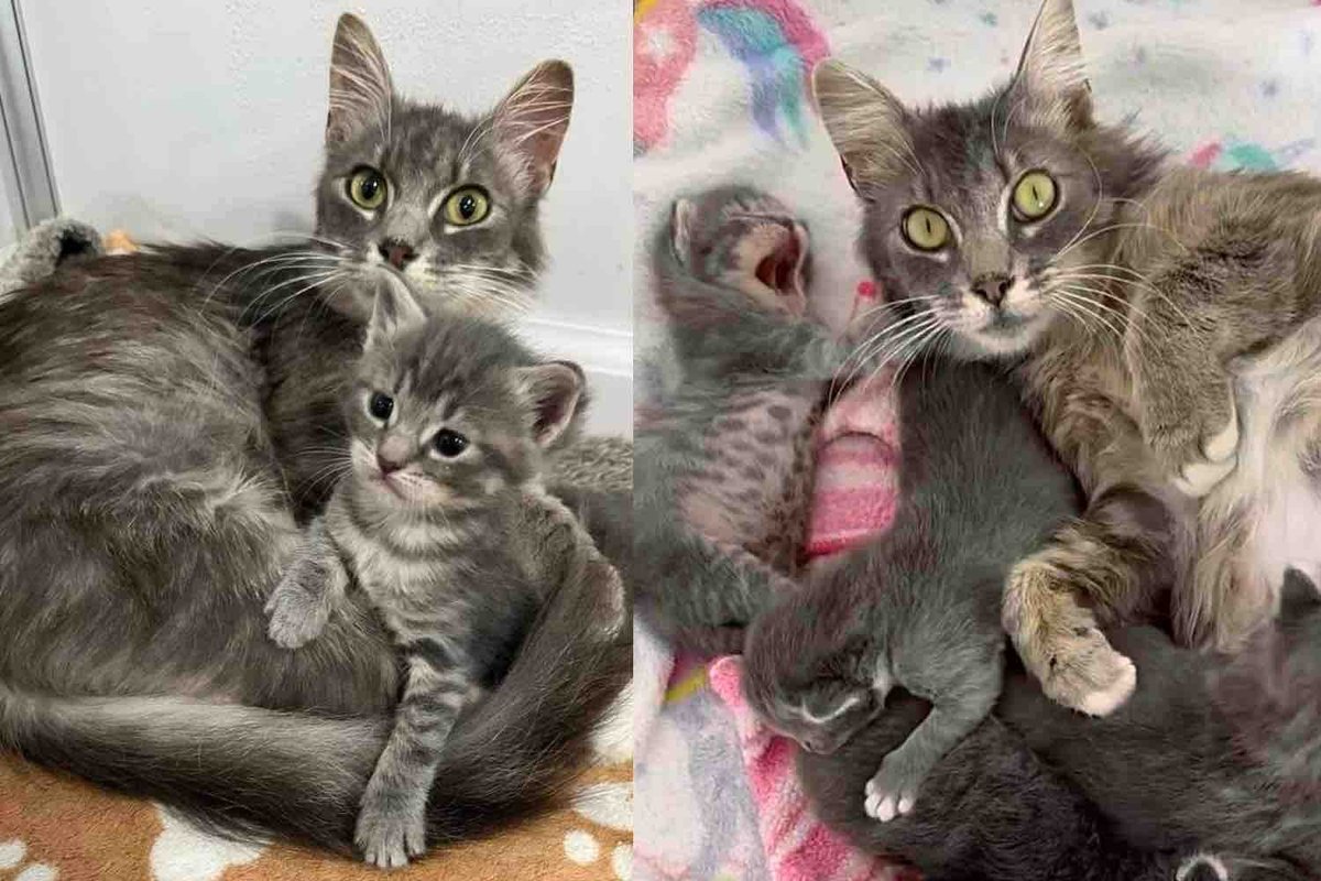 Cat Given a Second Chance with Her Kittens Finally Sees Her Wish Come True, in Time for the Holidays