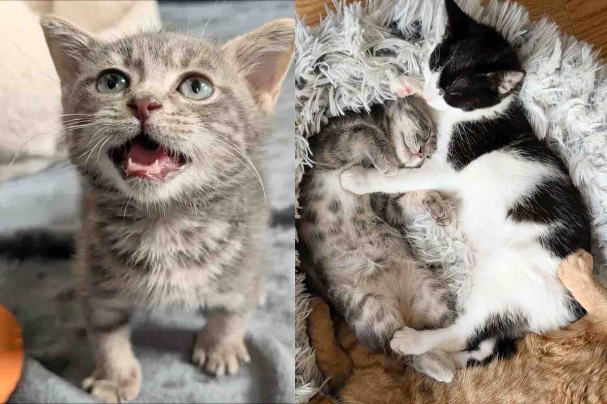 Kitten Who Was Very Small for His Age Now Runs Around with Two Other Cats, Forming the Cutest Friendship