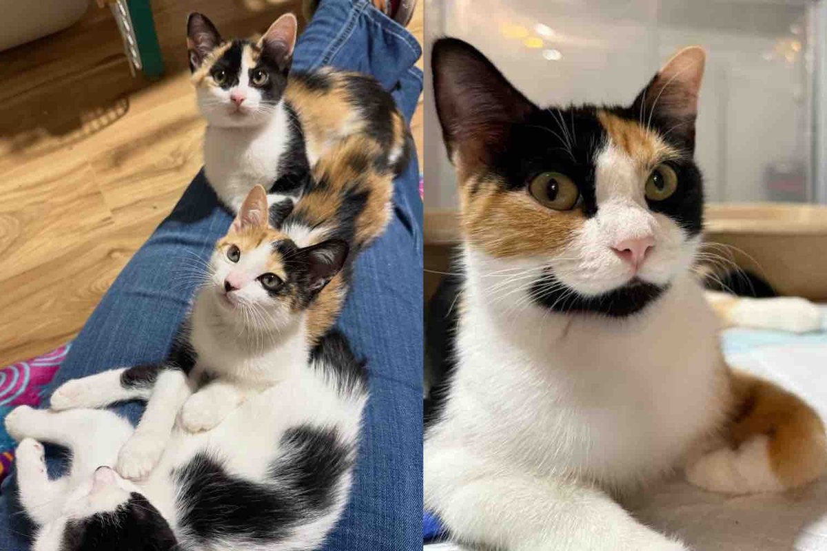 Cat Arrives at Rescue with Kittens in Tow, Now Hoping for Her Own Happily Ever After This Christmas