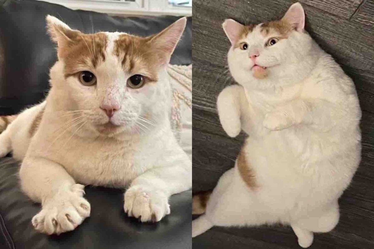 After Years of Being 'Man About Town' Cat Finally Decides to Settle Down When He Meets Family of His Dreams