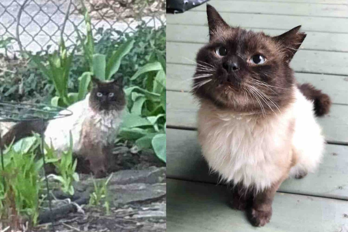 Cat Shows Up Outside a House and Waits Until He's Safe Indoors, He Shows His Joy in the Sweetest Way
