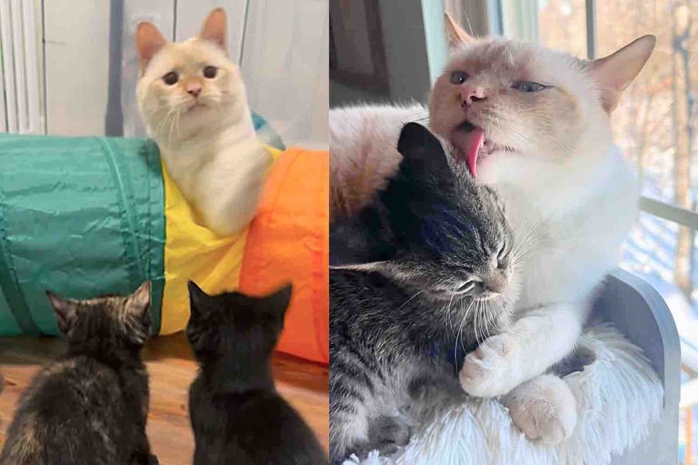 Kittens Arrive at a Foster Home and Meet Residents Who are Ready to Show Them 'How to Cat'