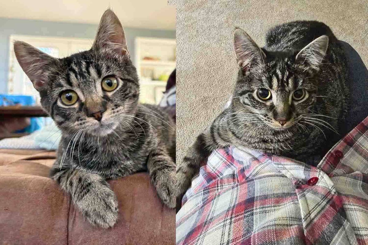 Man Notices a Kitten Near the Woods and Brings Him to Safety, But Can't Stop Thinking About the Young Cat