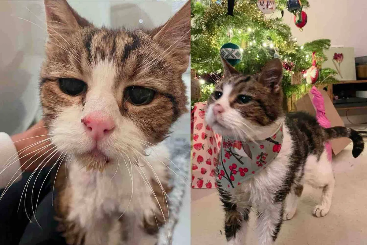 Cat Wanders into a Yard and Starts Living There Until His Life Takes the Happiest Turn This Holiday Season