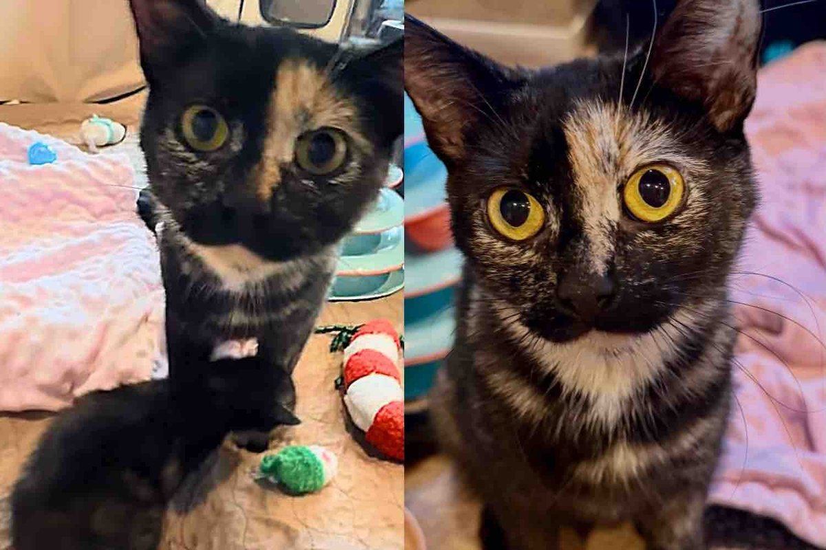 They Went to a Rescue to Give a Cat and Her Kittens the Best Gift Right Before Christmas