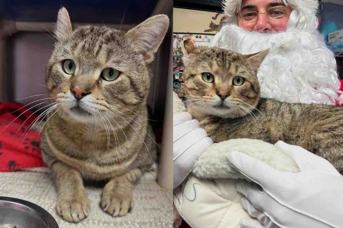 Shelter Cat with a Love for Kitchen Cabinets Tries to Win Every Heart Until His Wish Comes True