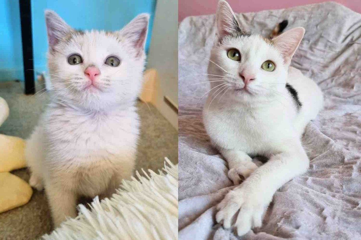 After 3 Years a Cat Who Came to a Rescue as a Kitten Finally Has What She's Been Waiting for This New Year