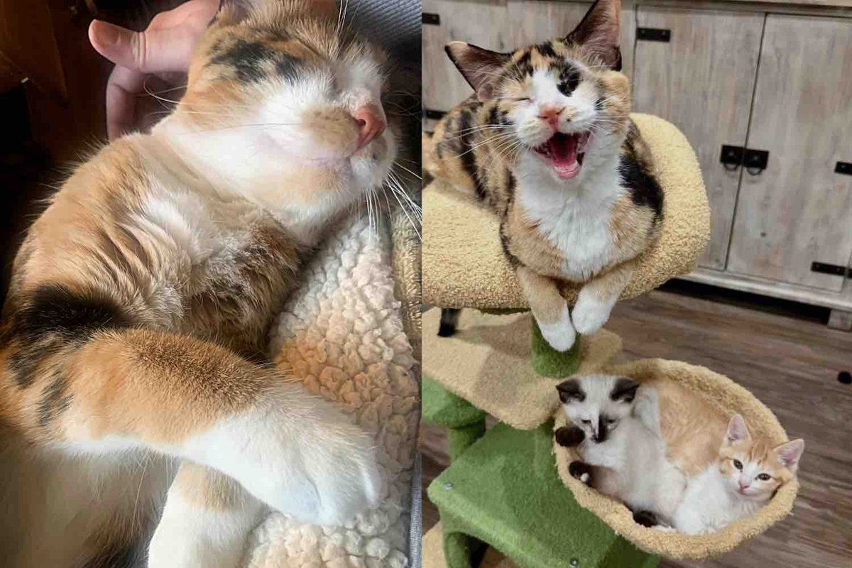 Cat Came to Shelter with 7 Kittens, Months Later She's Offering Same Love She Received to Everyone She Meets