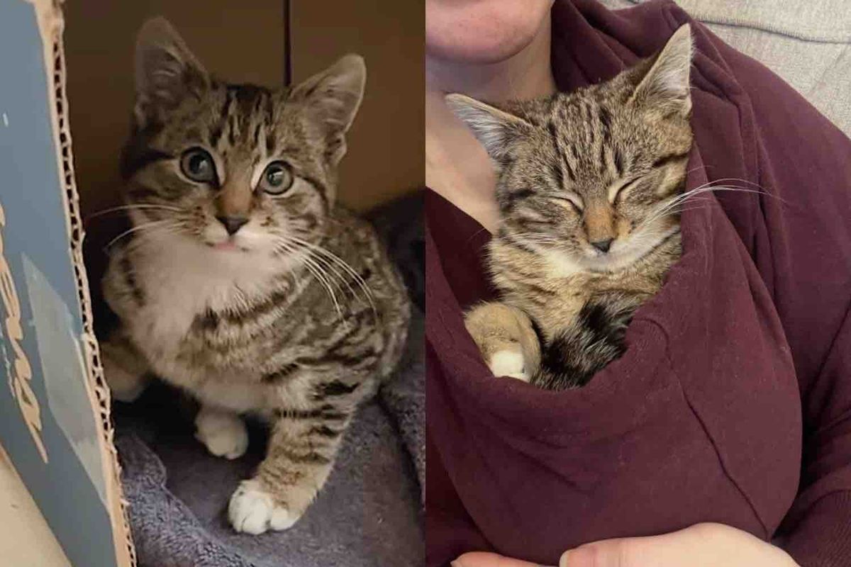 They Went to Help a Stray Kitten in the Cold But Found 2 Cats Instead, They Never Gave Up on the Little One