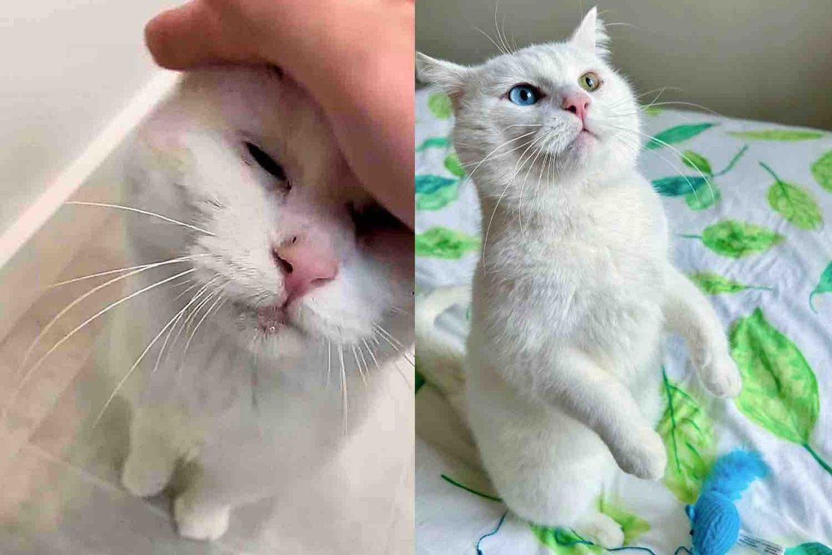 Cat Shows Up in a Garden and Sticks Around Until Kind Person Notices Him and Changes His Life