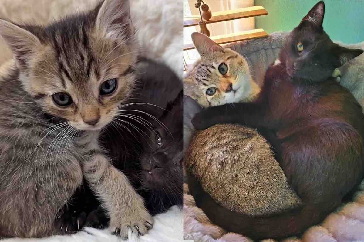 Cat Has Been His Brother's Greatest Protector Since They Were Found Together as Kittens