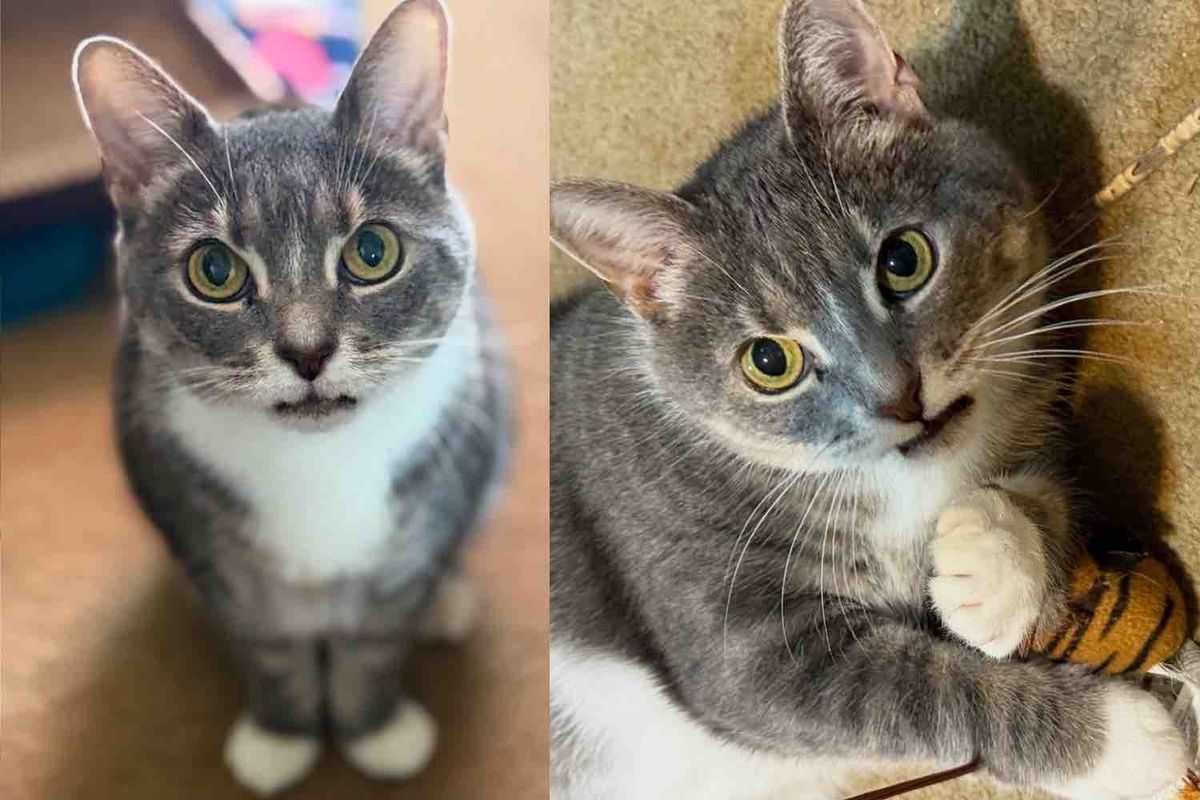 Cat with a Missing-tooth Grin Found Alone in Apartment Now Hopes to Be the Center of Someone's World