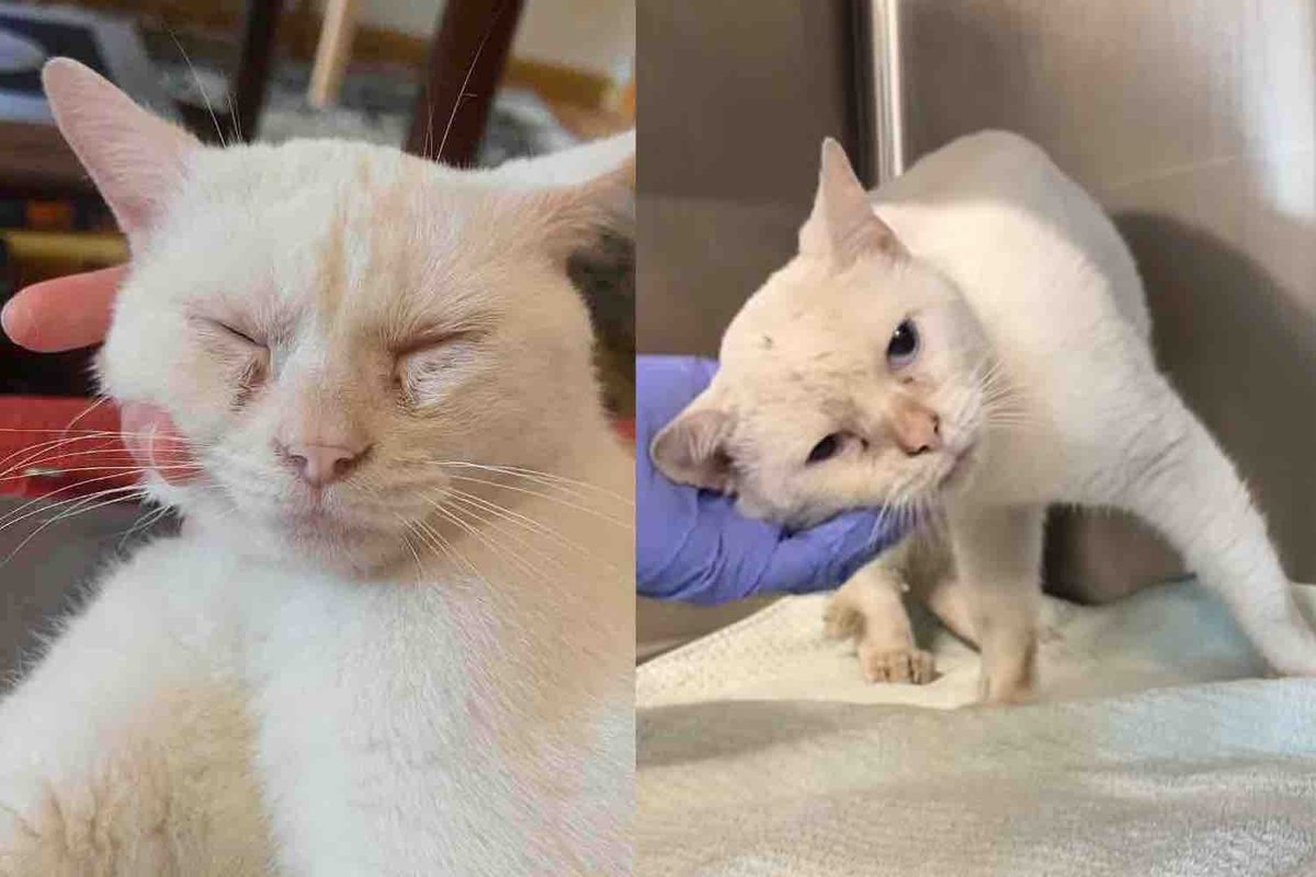 Cat Found Outside a Window Won't Let Anyone Near, But with a Second Chance, He Turns into the Sweetest Soul