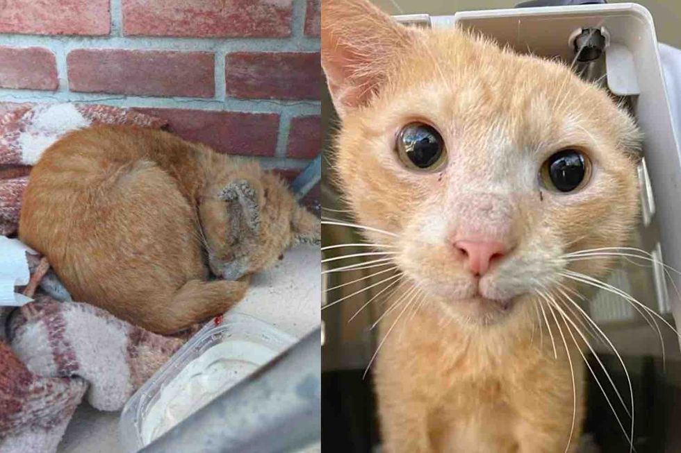 Cat Found in the Street Made a Remarkable Transformation in 2 Months, Purring Through It All