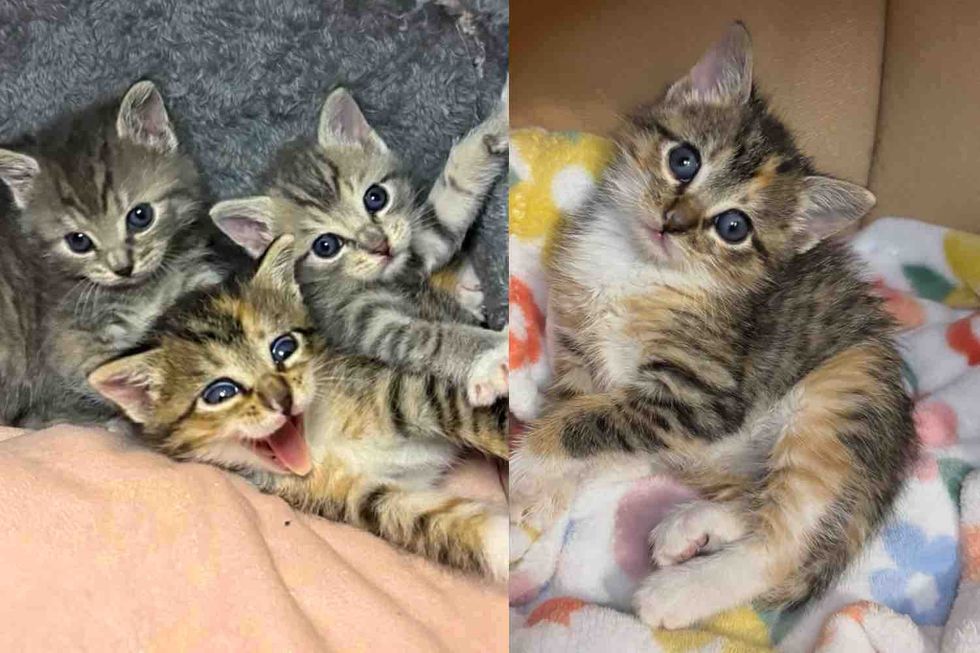 Kittens Born to a Feral Cat Turn into Happiest Bunch When They Realize Their World is About to Be Much Better