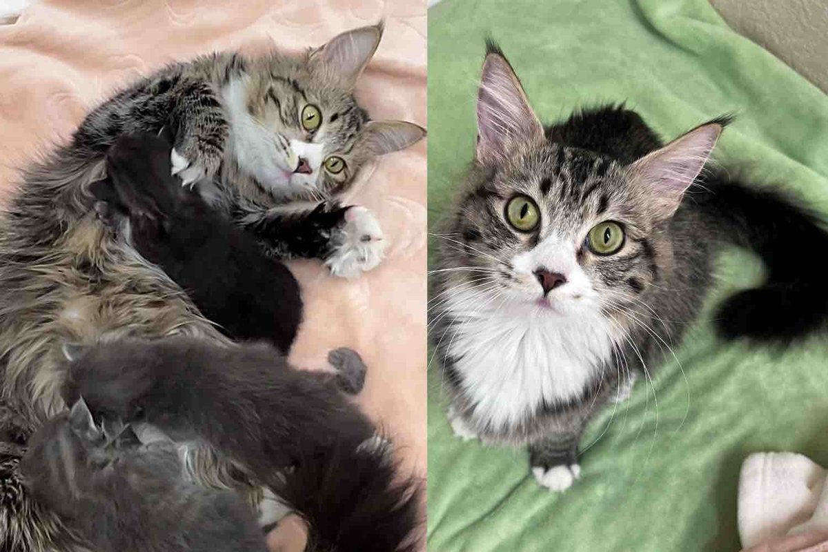 Family Noticed a Cat Looking for Help, Not Long After They Took Her in, She Brought Kittens into the World