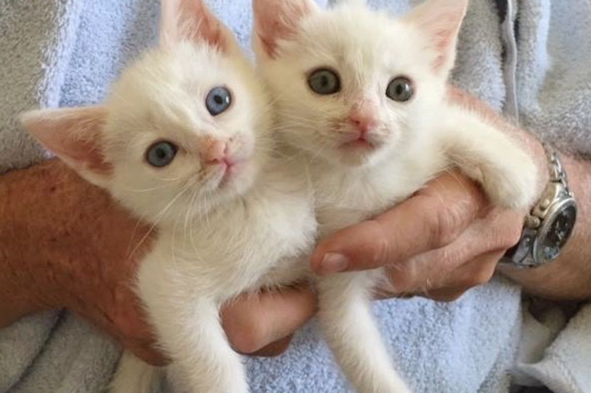 5 Kittens Found Behind Movie Theater are Loved Like Superstars